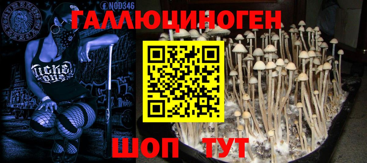 Псилоцибиновые грибы Psilocybe Комсомольск-на-Амуре